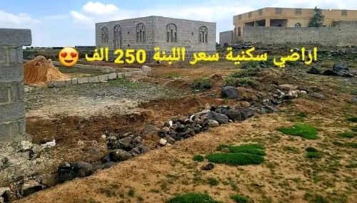 Brown and white sneaker