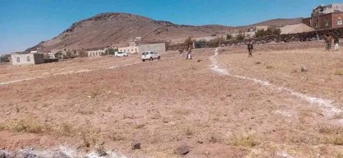 Brown and white sneaker